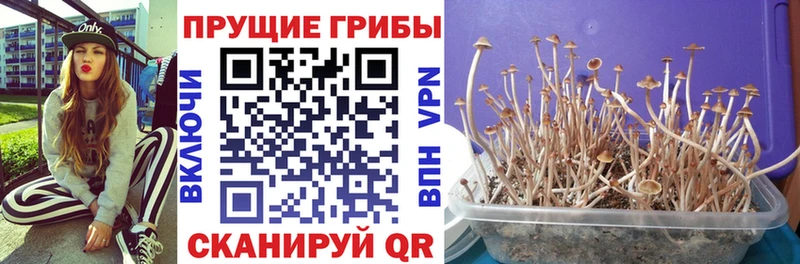 где найти   Дрезна  Псилоцибиновые грибы Magic Shrooms 